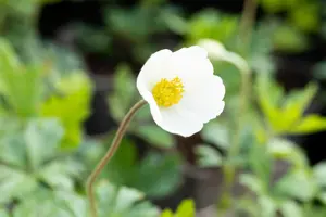 Anemone sylvestris - 2 Ltr pot - image 2