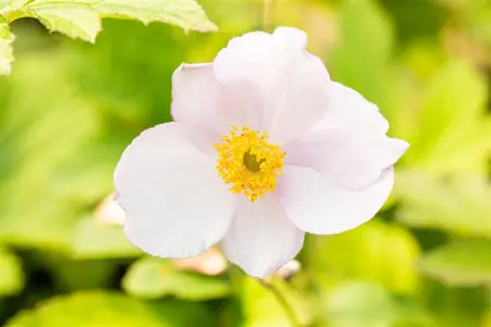 Anemone tomentosa 'Robustissima' - 1.5 Ltr pot