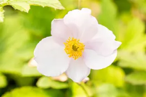 Anemone tomentosa 'Robustissima'