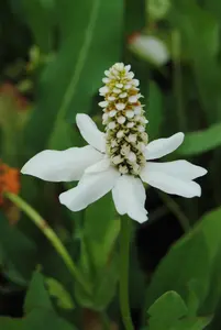 Anemopsis californica - 17 cm aquatic basket