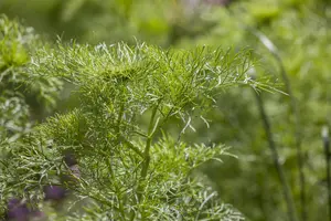 Anethum graveolens - P9 - image 2