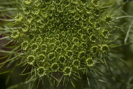 Anethum graveolens - P9 - image 3