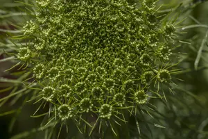 Anethum graveolens - P9 - image 3