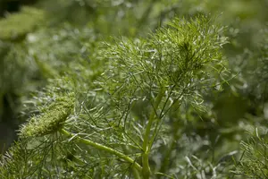 Anethum graveolens - P9 - image 4