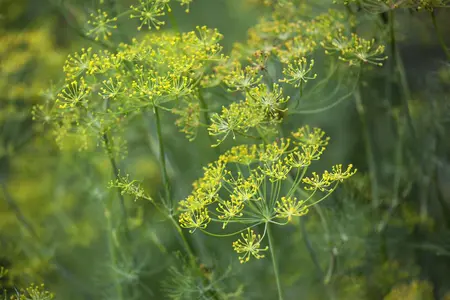 Anethum graveolens - P13 - image 1