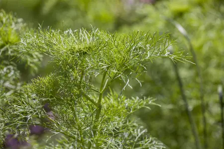 Anethum graveolens - P13 - image 2