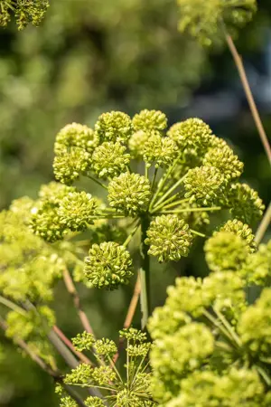 Angelica archangelica - 2 Ltr pot - image 1