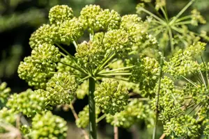 Angelica archangelica - 2 Ltr pot - image 2
