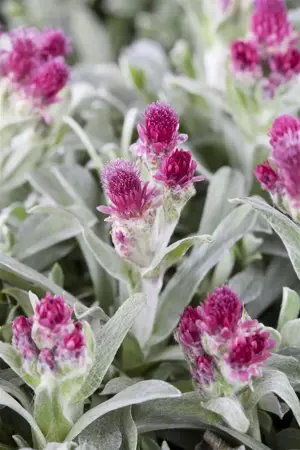 Antennaria dioica - P9 - image 3