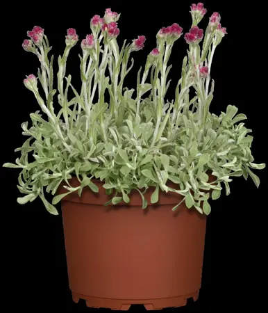 Antennaria dioica - P9 - image 4