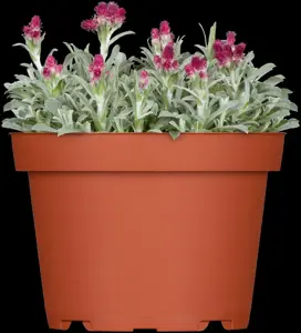 Antennaria dioica - P9 - image 2