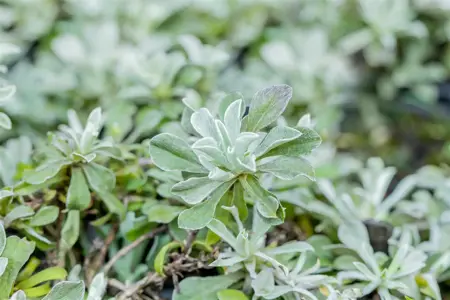 Antennaria dioica - P9 - image 5