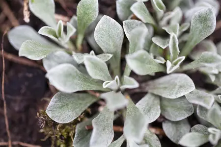 Antennaria dioica borealis - P9