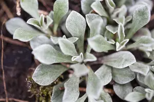 Antennaria dioica borealis