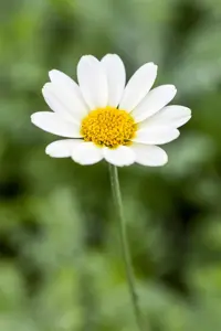 Anthemis hyb. 'Sauce Hollandaise'