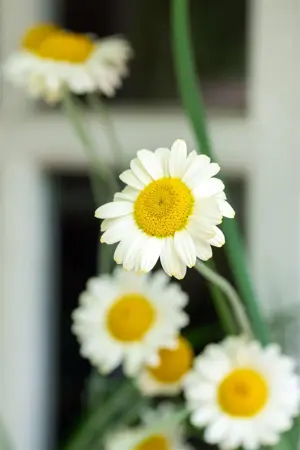 Anthemis hyb. 'Sauce Hollandaise' - P9 - image 4