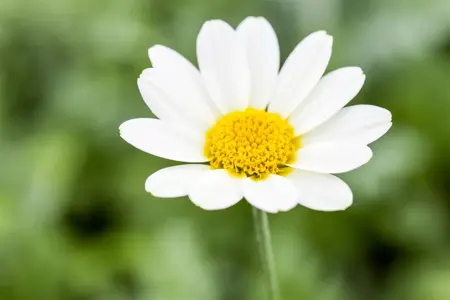 Anthemis hyb. 'Sauce Hollandaise' - P9 - image 2