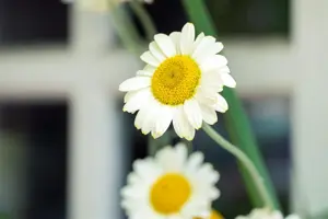 Anthemis hyb. 'Sauce Hollandaise' - P9 - image 3
