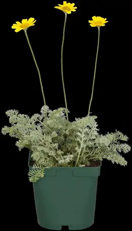 Anthemis tinctoria - P9