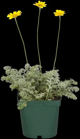 Anthemis tinctoria - LINERS 24 CEL TRAY P9 SIZE