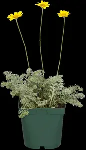Anthemis tinctoria