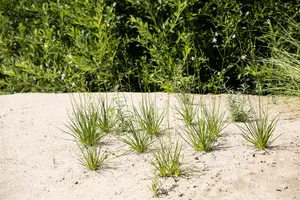 Anthericum liliago