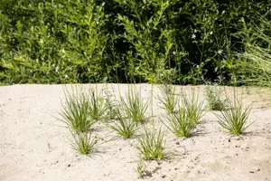 Anthericum liliago 'Major'