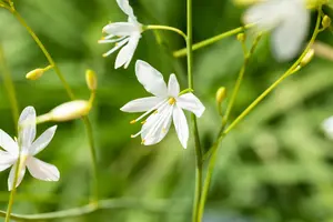 Anthericum ramosum