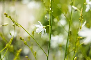 Anthericum ramosum - P9 - image 2