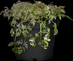 Anthriscus sylvestris 'Ravenswing'