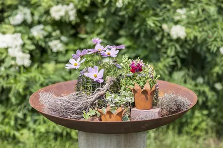 ANTIRRHINUM 6 Pk - image 2