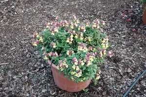 ANTIRRHINUM 6 Pk - image 3