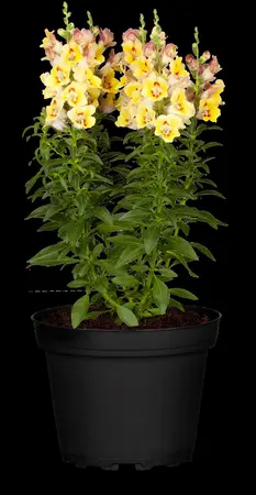 ANTIRRHINUM 6 Pk - image 4