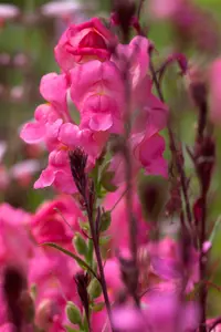 ANTIRRHINUM COLOURS 6 pack - image 4