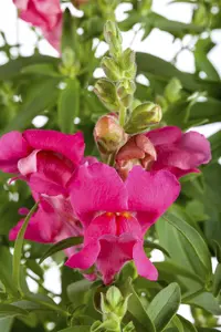 ANTIRRHINUM COLOURS 6 pack - image 5