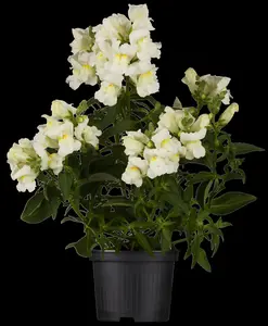 ANTIRRHINUM COLOURS