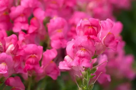 ANTIRRHINUM COLOURS 6 pack - image 2