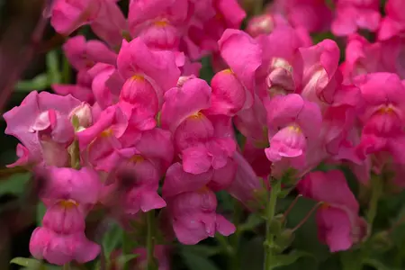 ANTIRRHINUM COLOURS 6 pack - image 3