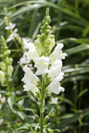 ANTIRRHINUM MIX 20Pk - image 1