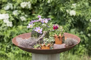 ANTIRRHINUM MIX 20Pk - image 2