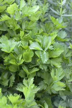 Apium graveolens (Celery) - P11 - image 1