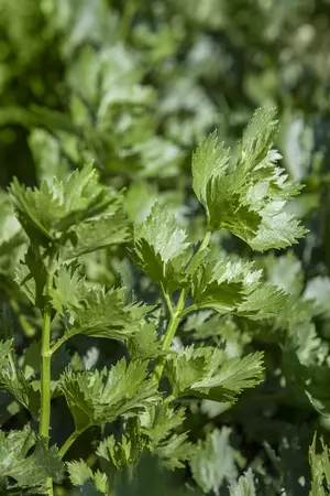 Apium graveolens (Celery) - P11 - image 5