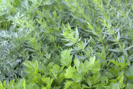 Apium graveolens (Celery) - P11 - image 2