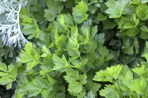 Apium graveolens (Celery) - P11 - image 3