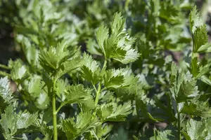Apium graveolens (Celery) - P11 - image 4