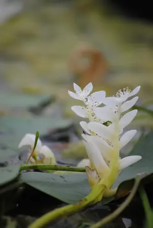 Aponogeton distachyos - P9