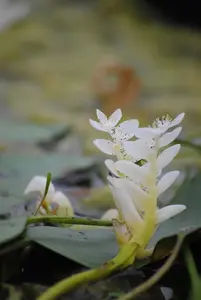 Aponogeton distachyos