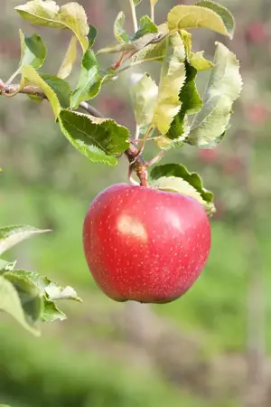 APPLE CORE BLIMEY MM106 12L