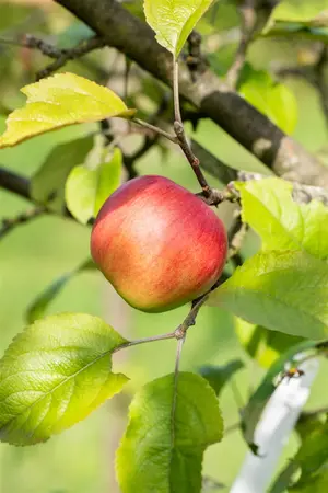 APPLE DISCOVERY MM106 12L