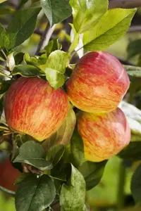 APPLE HONEYCRISP MM106